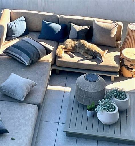Photos: Wild coyote lounges on San Francisco home's couch